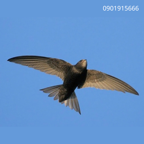 Cách Sử Dụng Dung Dịch Tạo Mùi Hiệu Quả Giúp Nhanh Có Đàn Yến Ổn Định