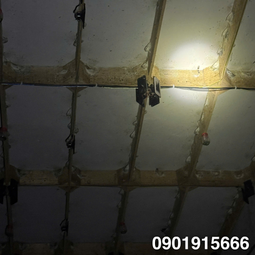 Tìm Hiểu Vai Của Thành Làm Tổ Trong Nhà Yến