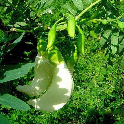 Bông So Đũa: Thức Quà Mộc Mạc Gói Trọn Ký Ức Bếp Miền Tây Xưa